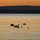 LE LAC DES CYGNES