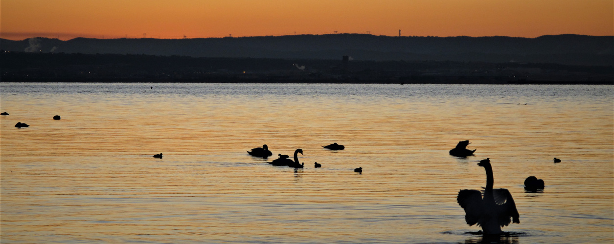 LE LAC DES CYGNES