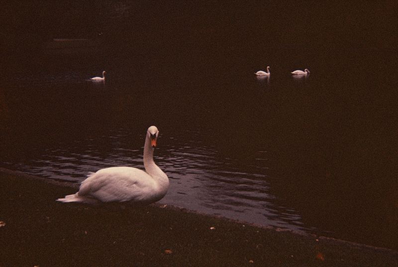 Le Lac des Cygnes - Der Schwanensee - The Swan Lake