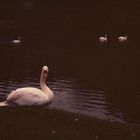 Le Lac des Cygnes - Der Schwanensee - The Swan Lake