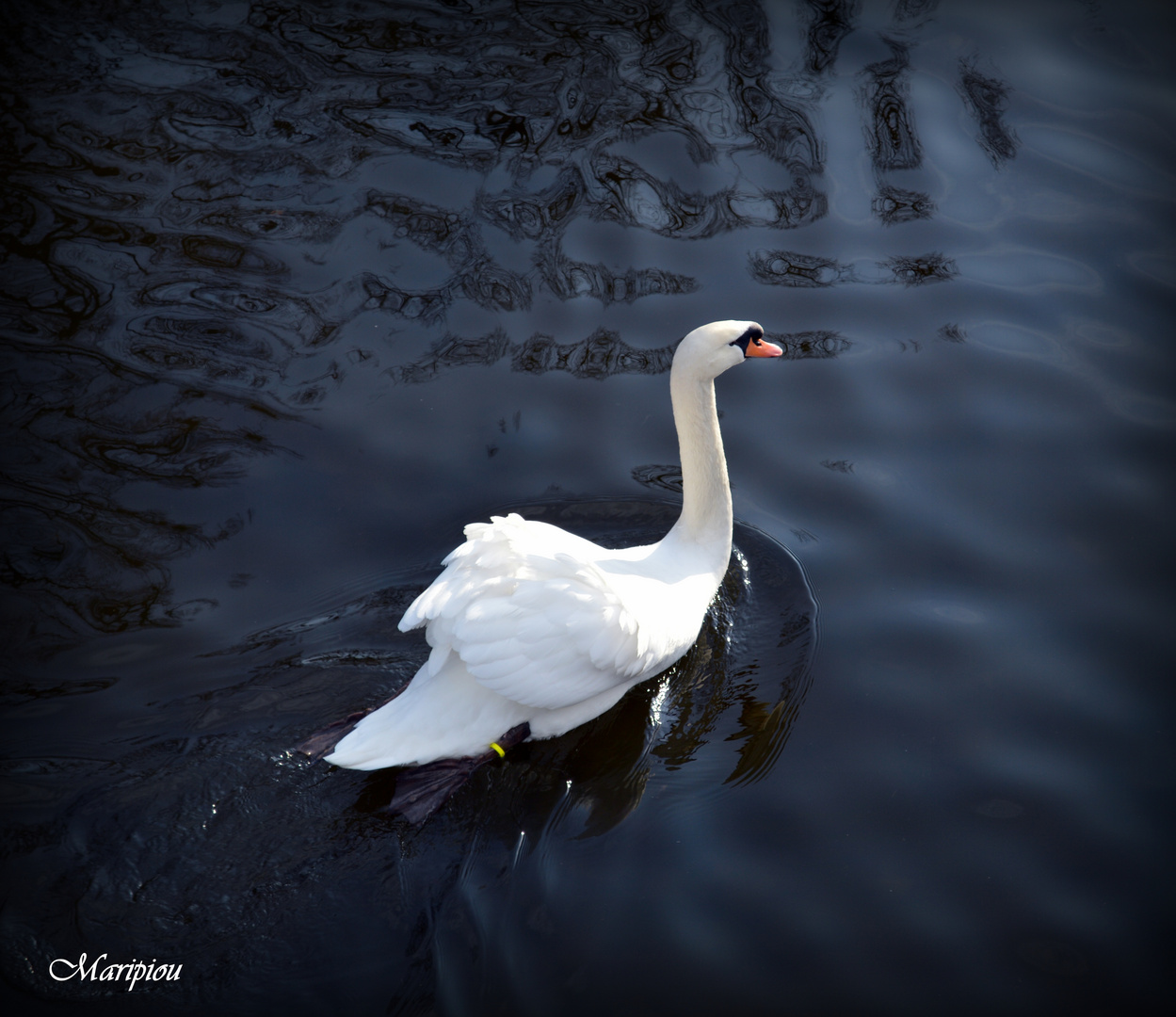 Le lac des cygnes