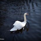 Le lac des cygnes