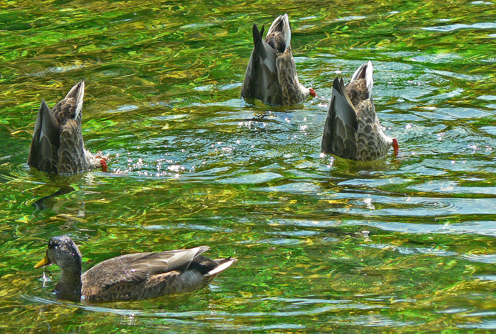 le lac des cygnes !! euuuh , ouppsss...la danse des canards, plutôt...!!..