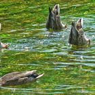 le lac des cygnes !! euuuh , ouppsss...la danse des canards, plutôt...!!..