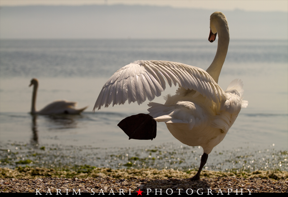 Le Lac des Cygnes ~ Karim SAARI ©