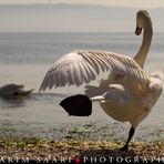 Le Lac des Cygnes ~ Karim SAARI ©