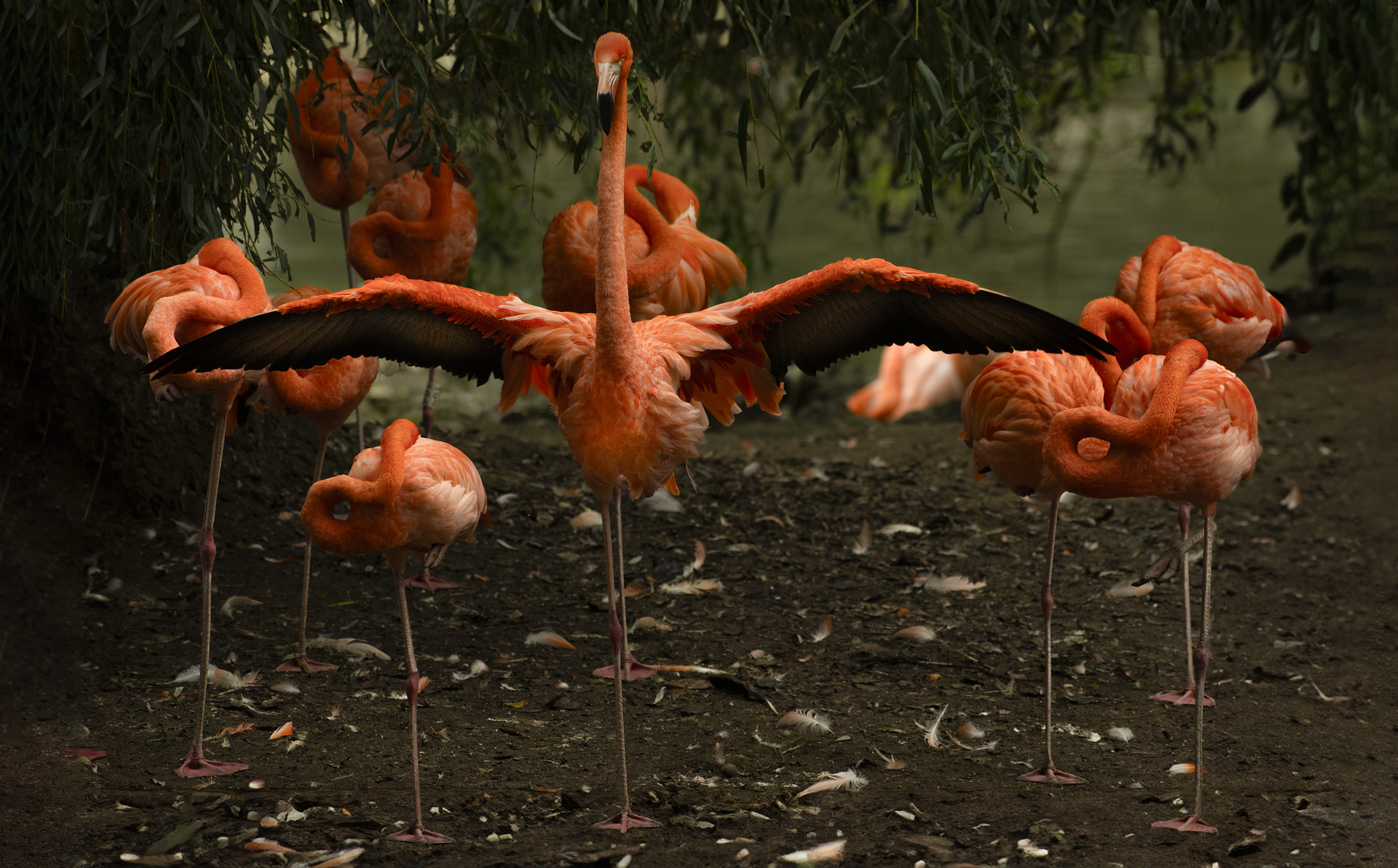 Le lac des cygnes, version flamants roses (Phoenicopterus roseus)