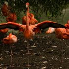 Le lac des cygnes, version flamants roses (Phoenicopterus roseus)