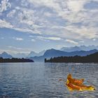 Le lac des Quatre-Cantons et la feuille morte