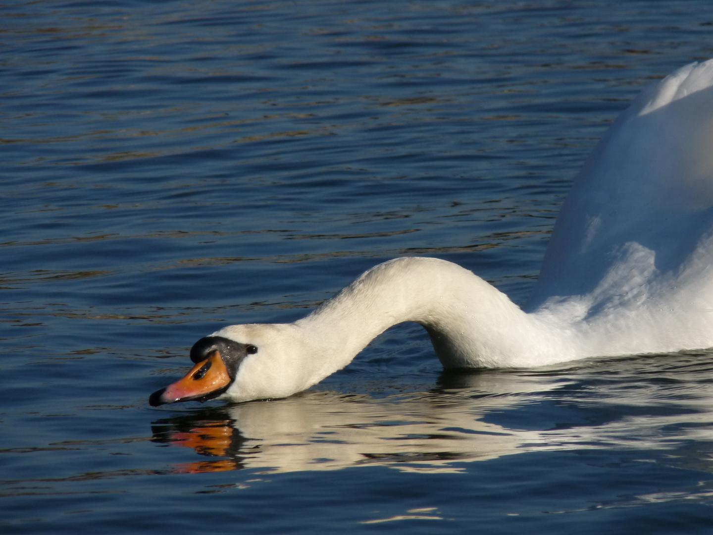 le lac du cygne