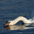 le lac du cygne