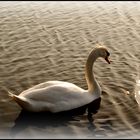 Le lac du cygne