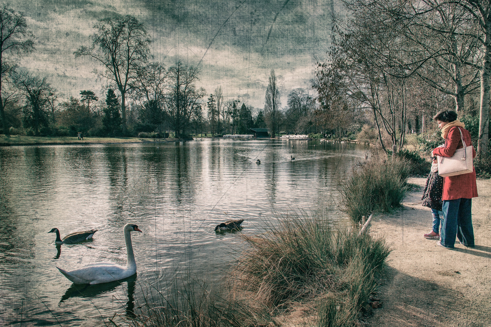 Le lac du cygne .