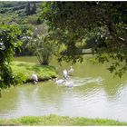 Le lac du parc forestier