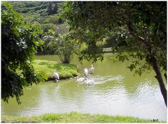 Le lac du parc forestier