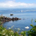 Le Lac Léman à Yvoire