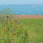 le Lac Léman