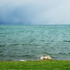 Le lac Léman, depuis Anthy