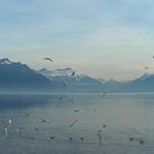 le lac Léman , par  un beau jour d'Hiver