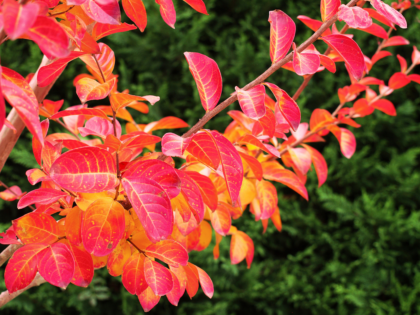 Le lagerstroemia en automne