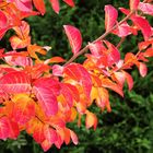 Le lagerstroemia en automne