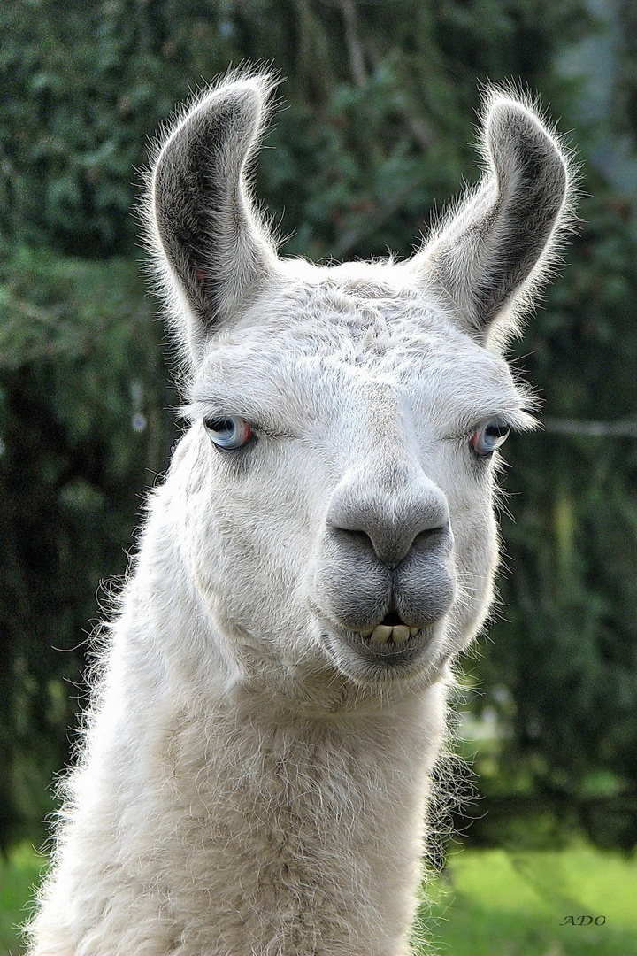 Le Lama