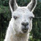 Le Lama