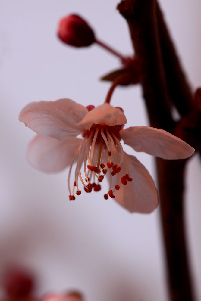 le lampadaire fleuri