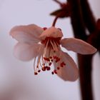 le lampadaire fleuri