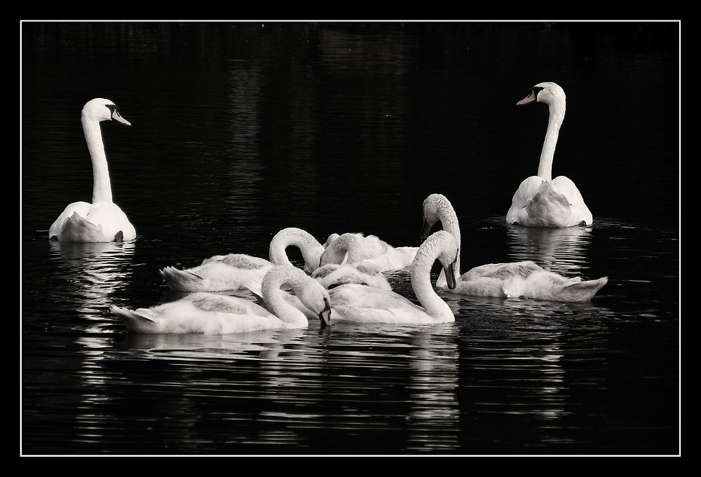 Le langage des cygnes