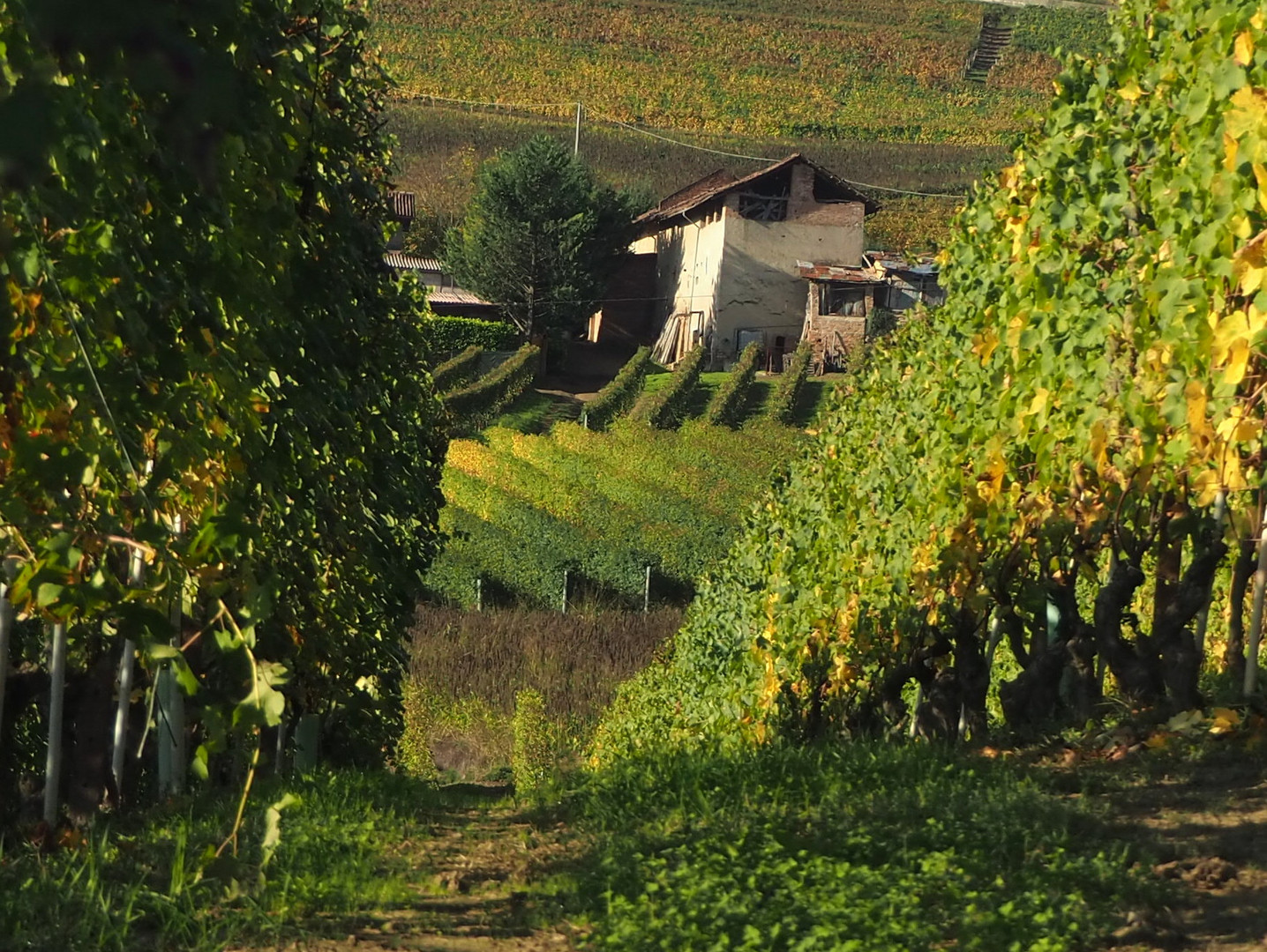 Le Langhe