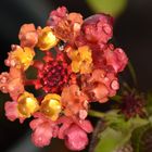 Le lantana