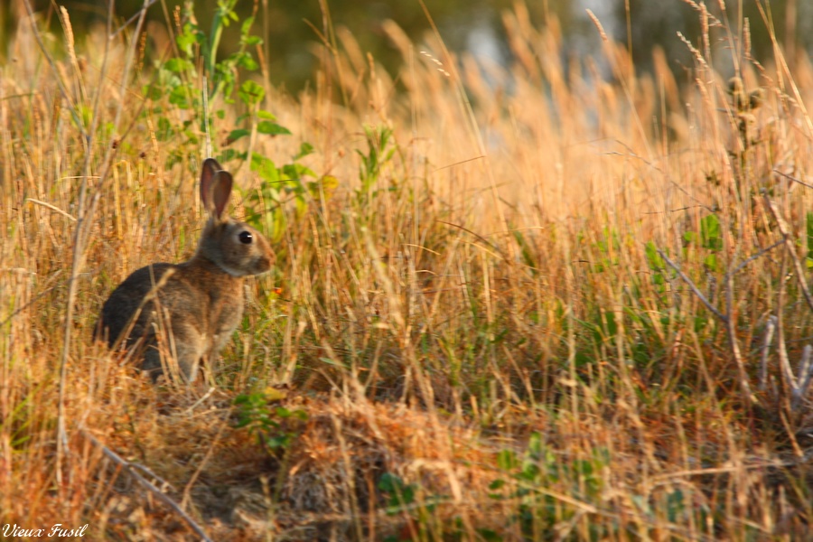 Le Lapin de garenne