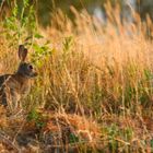 Le Lapin de garenne