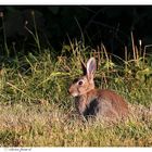 le lapin de garenne.