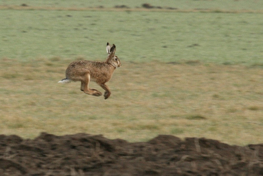 Le lapin de Pâques est en pleine forme cette année