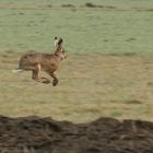 Le lapin de Pâques est en pleine forme cette année