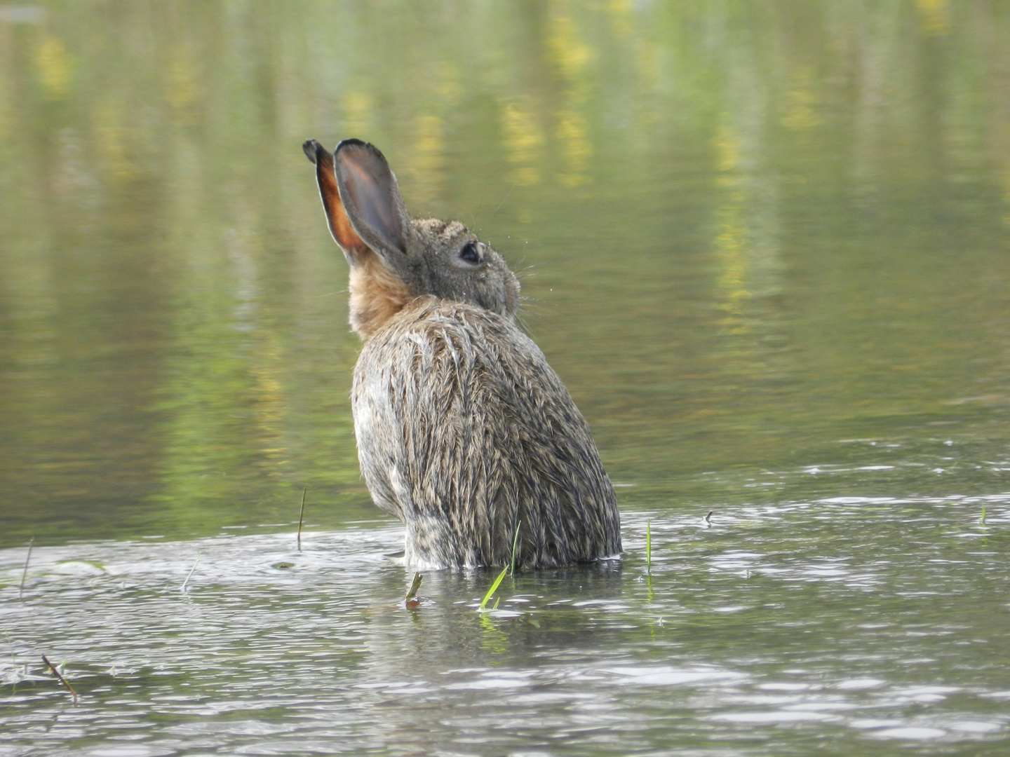 Le lapin et la crue du Loir