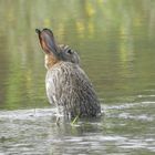 Le lapin et la crue du Loir