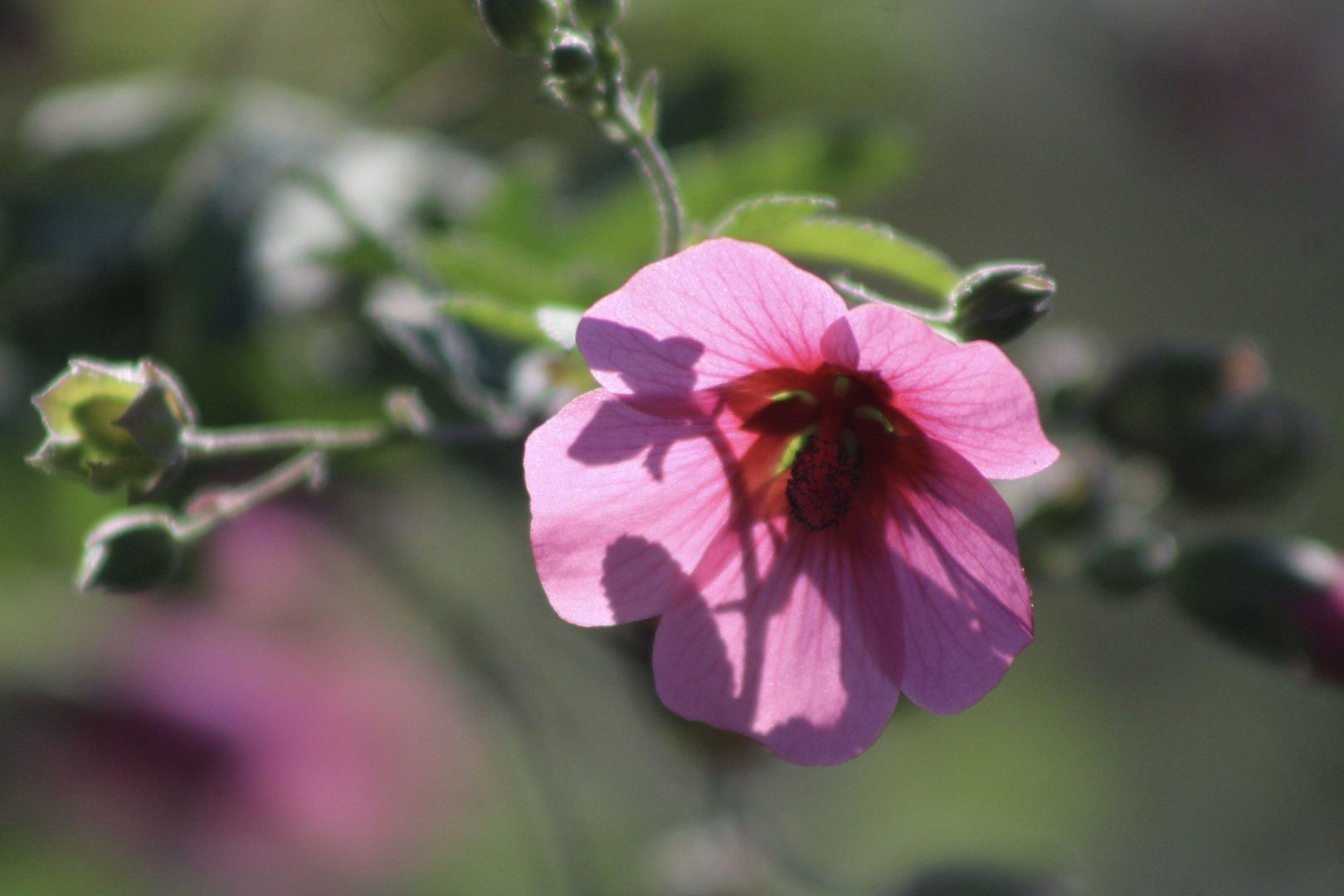 ...le  Lavatère Bredon (mauve)