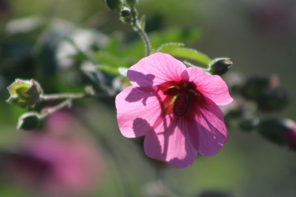 ...le  Lavatère Bredon (mauve)