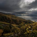 Le Lavaux, Vaud, Suisse.