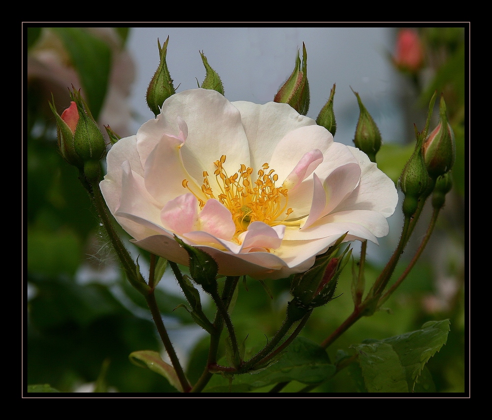 " Le léger maquillage d'une rose "