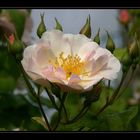 " Le léger maquillage d'une rose "