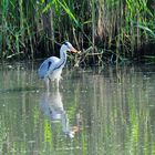 le leggi della natura