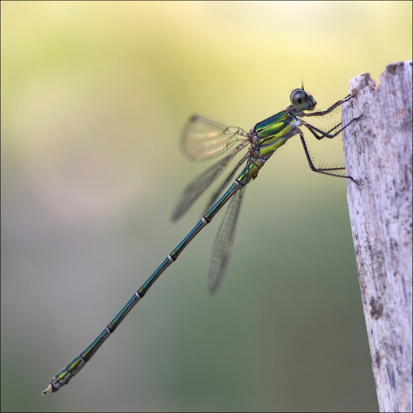 Le Leste Vert photo et image | nature, jardin, zygoptera Images