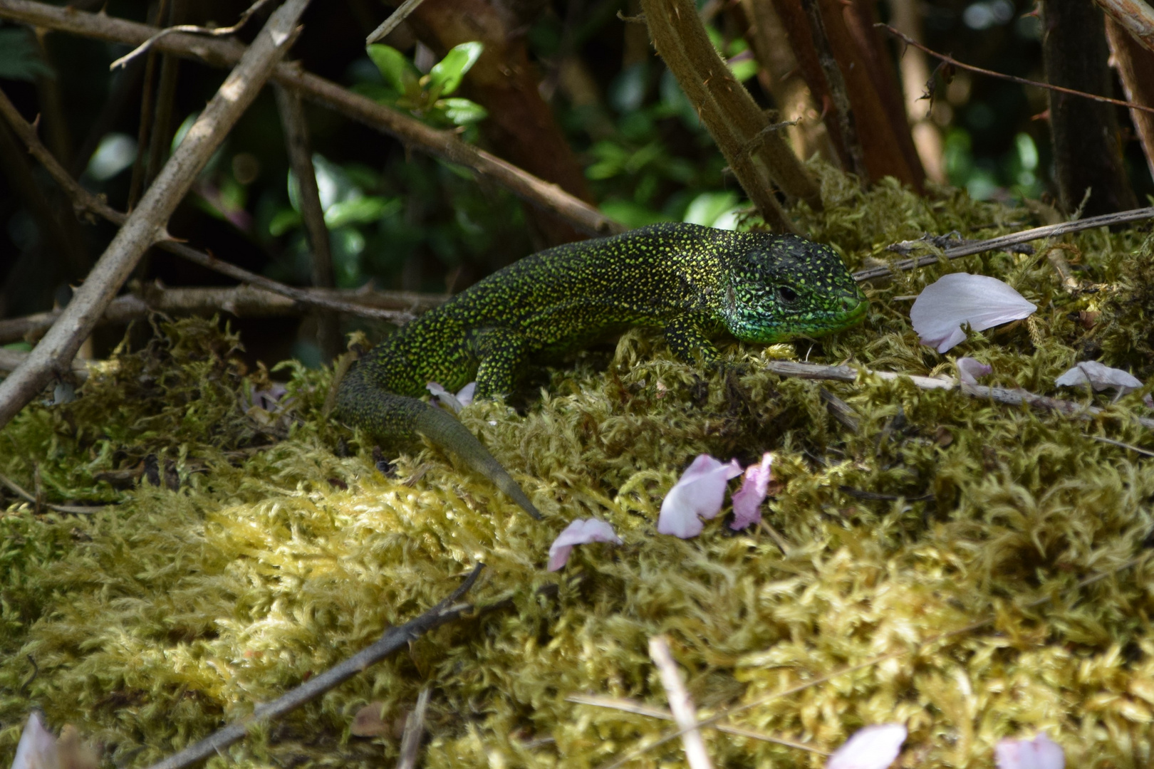 le lézard 