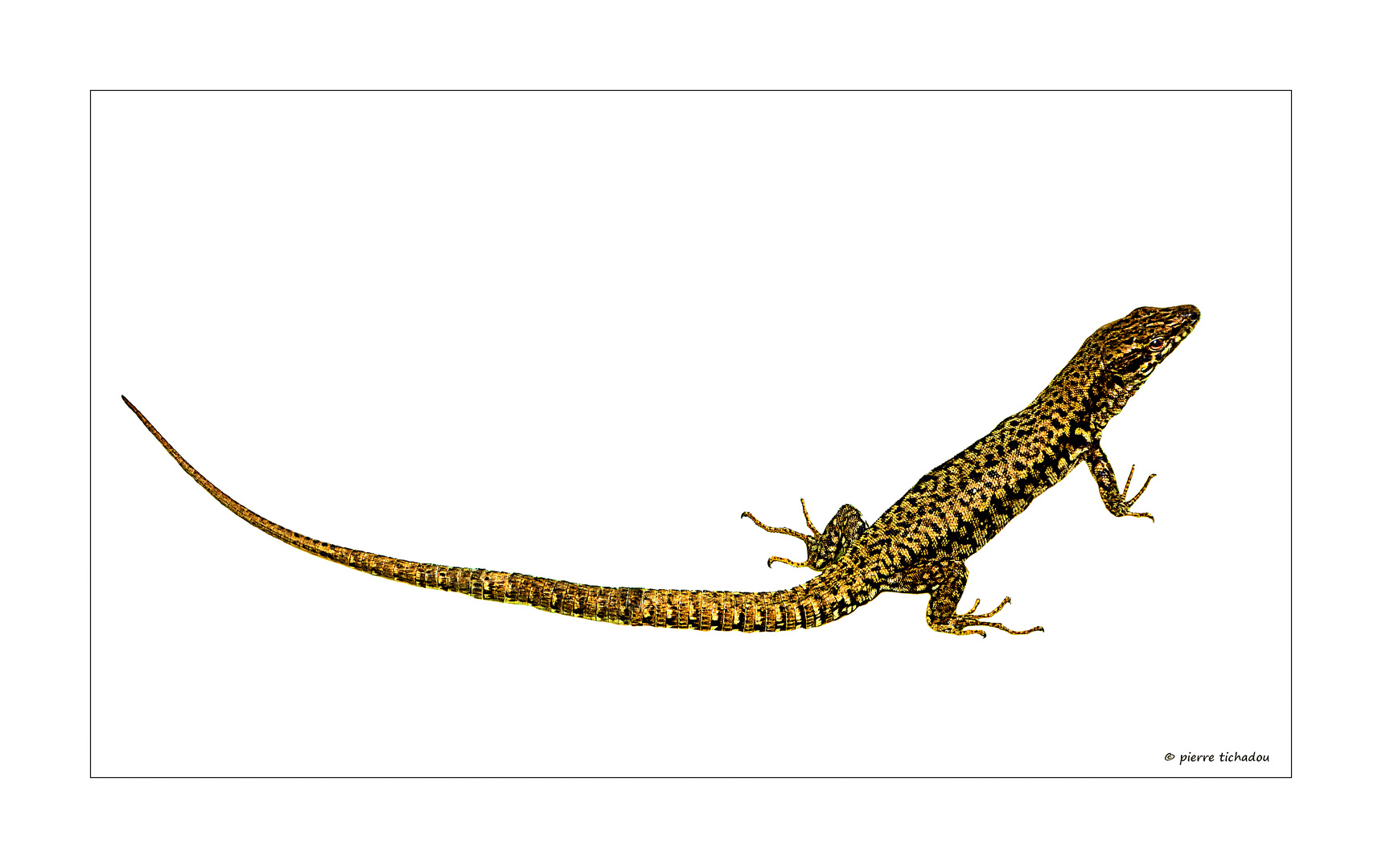 le lézard