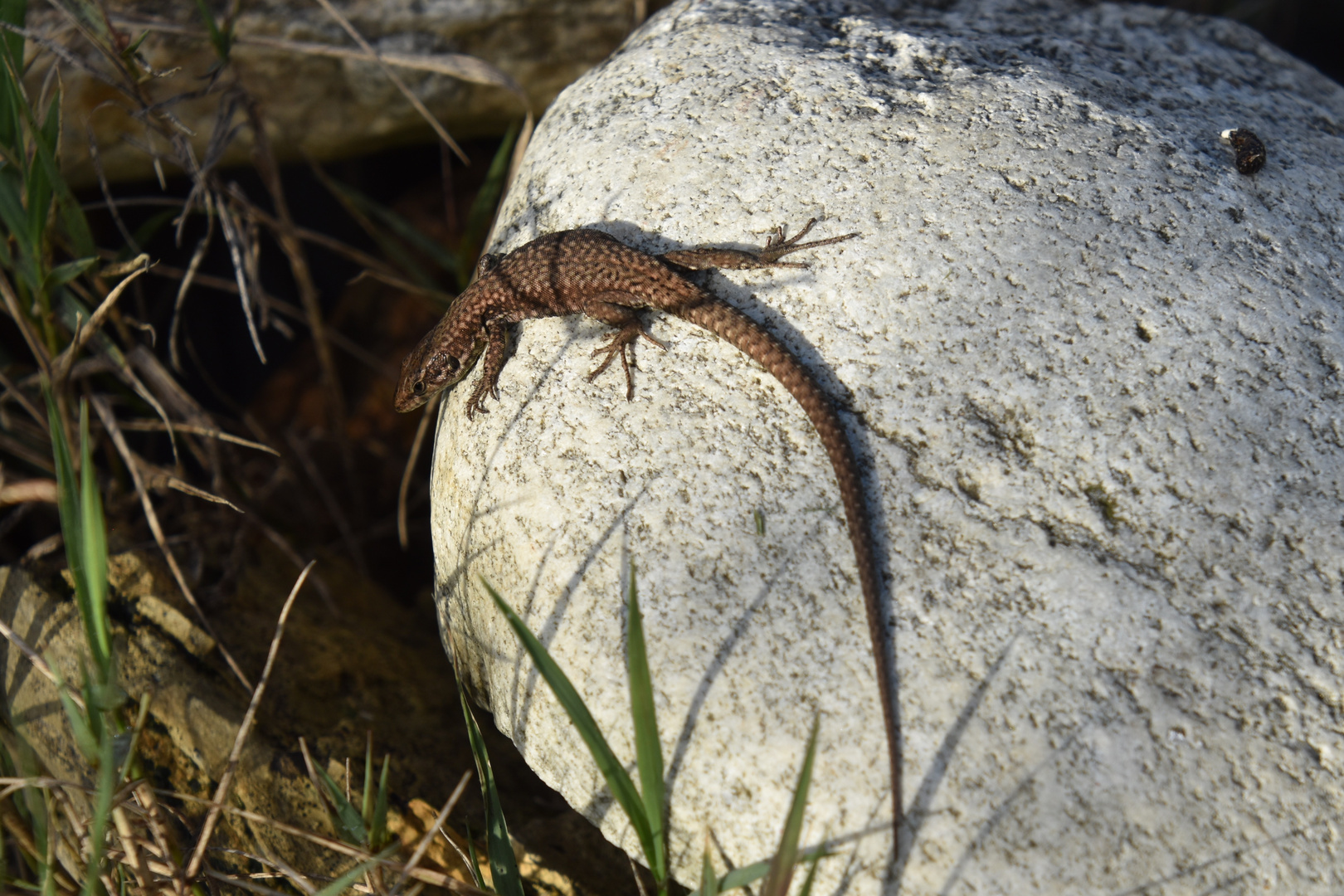 Le lézard des murailles