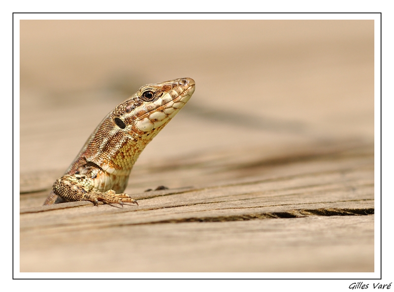 Le lézard des Murailles (Souvenir de vacances)